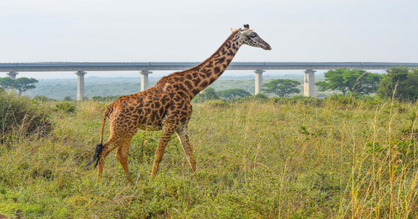 Giraffe in the Africa Kenya Safari Nairobi National Park 2-Day Package