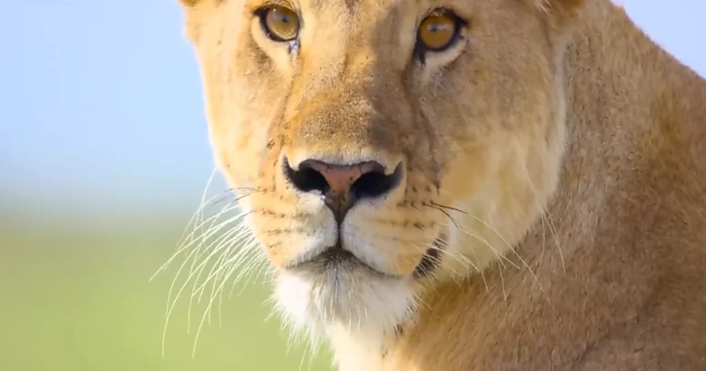 Lion-in-kilimanjaro-view-8-Day-Amboseli-Lake Naivasha-Masai-Mara-Safari