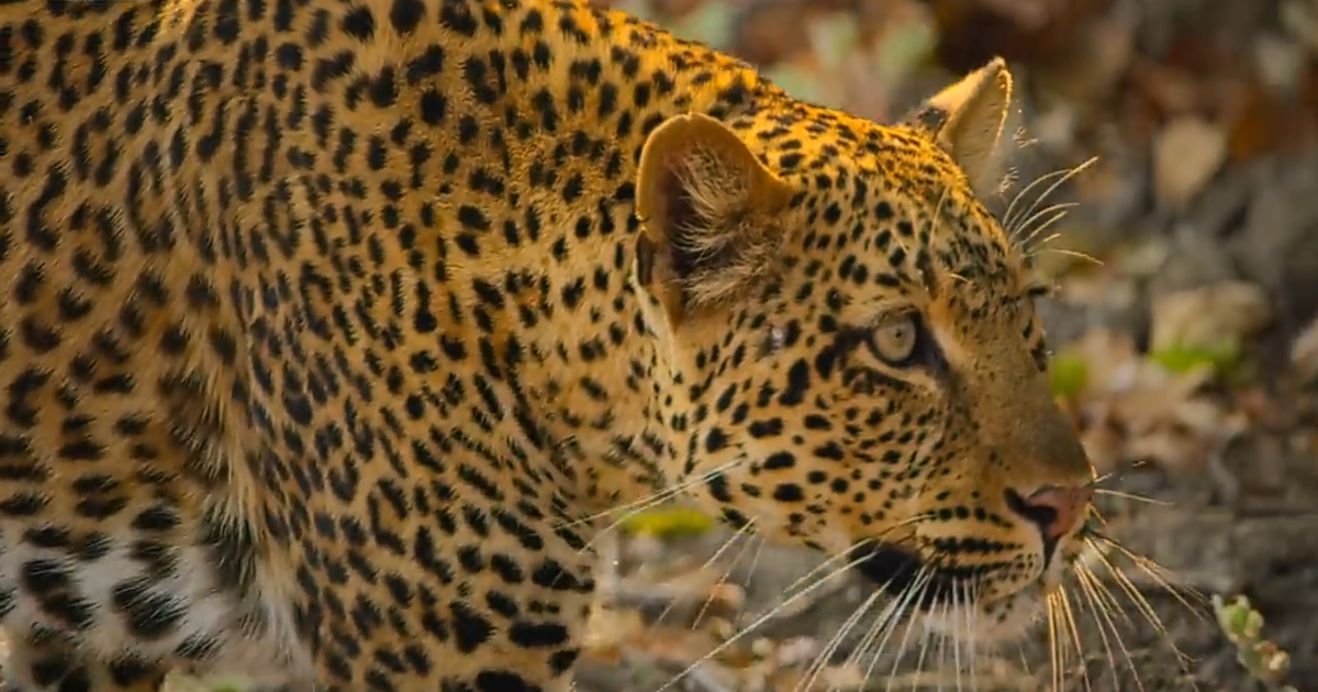 Leopard in the 7-Day Safari From Nairobi to Lake Nakuru, Maasai Mara & Amboseli