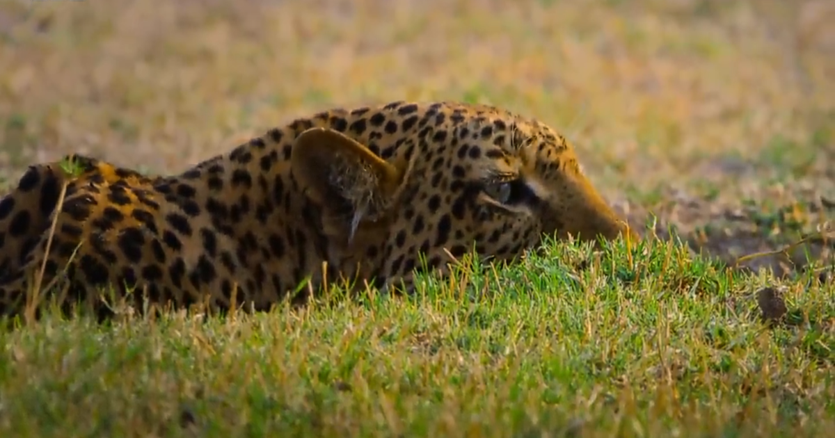 Leopard ambush in the 7-Day Safari from Nairobi to Lake Nakuru, Maasai Mara & Amboseli