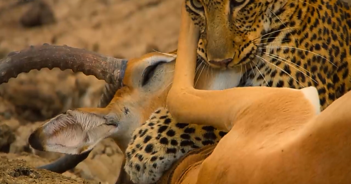 Leopard kill in the 7-Day Safari from Nairobi to Lake Nakuru, Maasai Mara & Amboseli